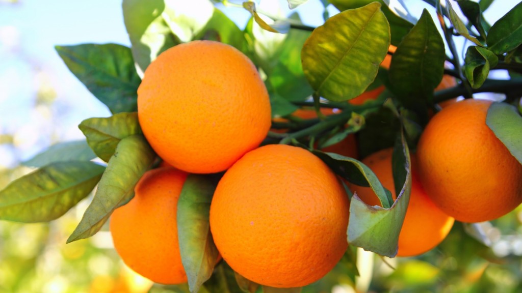 Facts About Florida Oranges at Andrea Hall blog